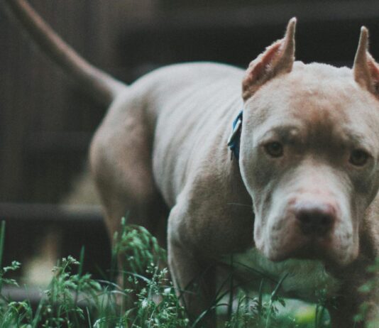 Nueva York | Adulto mayor murió tras ataque de un perro pitbull Nueva York | Adulto mayor murió tras ataque de un perro pitbull