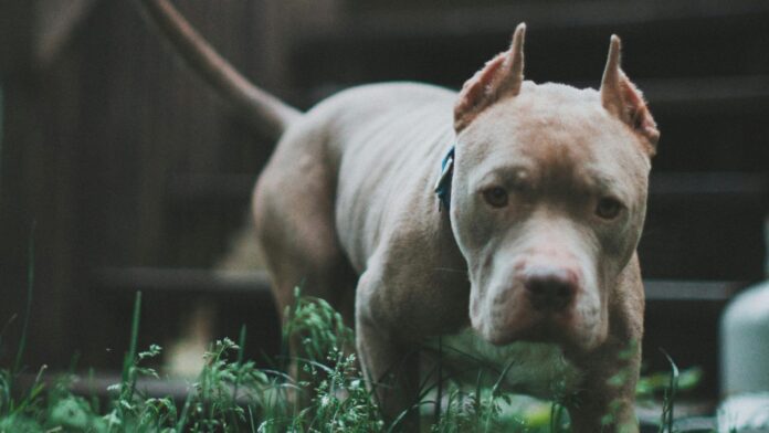 Nueva York | Adulto mayor murió tras ataque de un perro pitbull