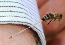 Portuguesa y Anzoátegui | Dos adultos mayores fallecieron tras ataques de abejas Portuguesa y Anzoátegui | Dos adultos mayores fallecieron tras ataques de abejas