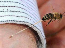 Portuguesa y Anzoátegui | Dos adultos mayores fallecieron tras ataques de abejas Portuguesa y Anzoátegui | Dos adultos mayores fallecieron tras ataques de abejas