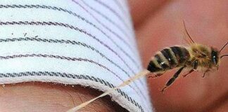 Portuguesa y Anzoátegui | Dos adultos mayores fallecieron tras ataques de abejas Portuguesa y Anzoátegui | Dos adultos mayores fallecieron tras ataques de abejas