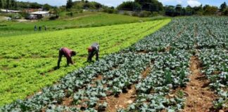 Cavidea reporta alzas de 15% en producción de arroz, 17% en maíz blanco y 50% de pollo Cavidea reporta alzas de 15% en producción de arroz, 17% en maíz blanco y 50% de pollo
