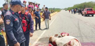 Municipio Silva| Vehículo chocó con una vaca