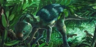 Hallan el dinosaurio ornitópodo más pequeño del mundo Hallan el dinosaurio ornitópodo más pequeño del mundo