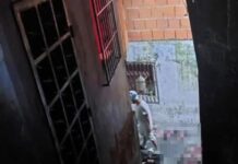 Caracas | Ministerio Público investiga hallazgo de matadero de gatos Caracas | Ministerio Público investiga hallazgo de matadero de gatos