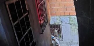 Caracas | Ministerio Público investiga hallazgo de matadero de gatos Caracas | Ministerio Público investiga hallazgo de matadero de gatos