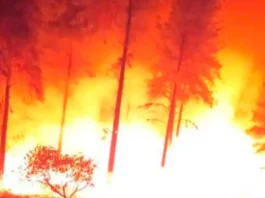 Monagas | Dos bomberos murieron al combatir incendio forestal Monagas | Dos bomberos murieron al combatir incendio forestal
