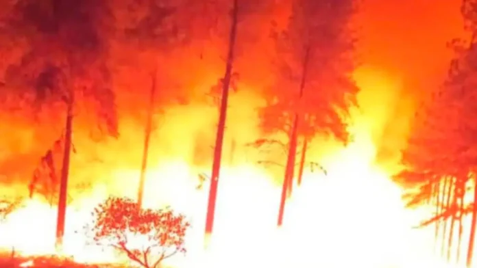 Monagas | Dos bomberos murieron al combatir incendio forestal