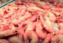 Producción nacional de camarones podría pasar de 60 mil hasta 600 mil toneladas anuales Producción nacional de camarones podría pasar de 60 mil hasta 600 mil toneladas anuales con reformas legales