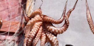 Venezuela exportó 112 toneladas de pulpo a Europa en enero Venezuela exportó 5 contenedores con 112 toneladas de pulpo a Europa en enero