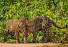 En Venezuela 40 % de la fauna está en peligro de extinción En Venezuela 40 % de la fauna está en peligro de extinción