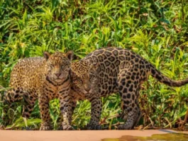 En Venezuela 40 % de la fauna está en peligro de extinción En Venezuela 40 % de la fauna está en peligro de extinción