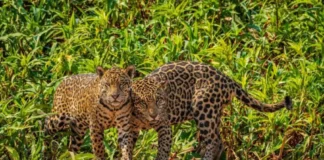 En Venezuela 40 % de la fauna está en peligro de extinción En Venezuela 40 % de la fauna está en peligro de extinción