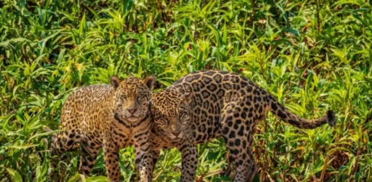 En Venezuela 40 % de la fauna está en peligro de extinción En Venezuela 40 % de la fauna está en peligro de extinción