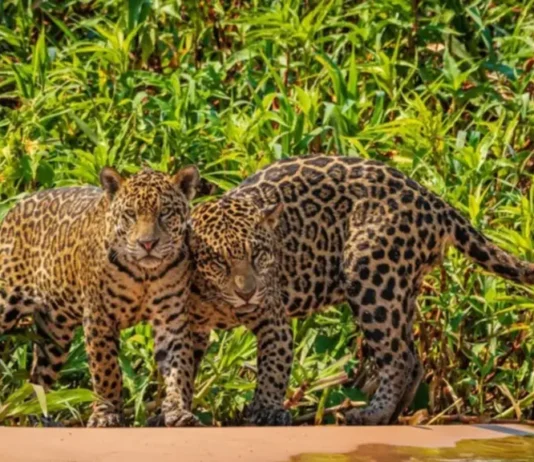 En Venezuela 40 % de la fauna está en peligro de extinción En Venezuela 40 % de la fauna está en peligro de extinción