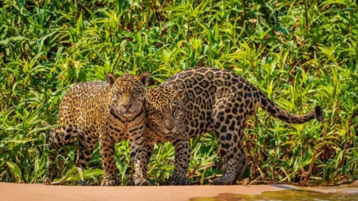 En Venezuela 40 % de la fauna está en peligro de extinción