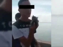 Zulia: se entregó el joven que lanzó a un gato al Lago de Maracaibo Zulia: se entregó el joven que lanzó a un gato al Lago de Maracaibo