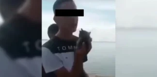Zulia: se entregó el joven que lanzó a un gato al Lago de Maracaibo Zulia: se entregó el joven que lanzó a un gato al Lago de Maracaibo