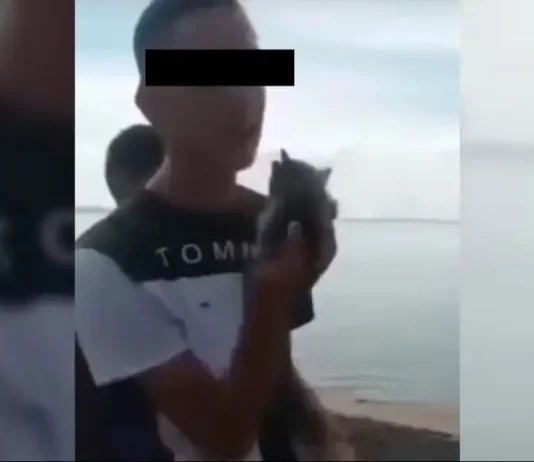 Zulia: se entregó el joven que lanzó a un gato al Lago de Maracaibo Zulia: se entregó el joven que lanzó a un gato al Lago de Maracaibo