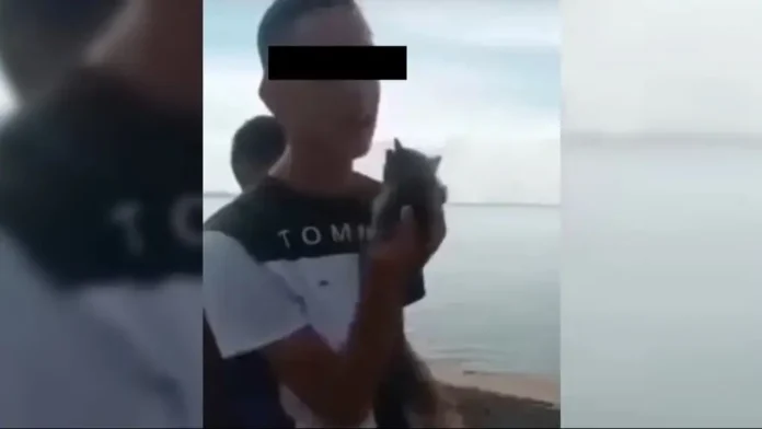 Zulia: se entregó el joven que lanzó a un gato al Lago de Maracaibo