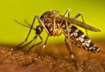 Academia Nacional de Medicina reporta 29 casos y 2 muertes por fiebre amarilla Academia Nacional de Medicina reporta 29 casos y 2 muertes por fiebre amarilla