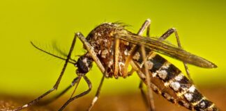 Academia Nacional de Medicina reporta 29 casos y 2 muertes por fiebre amarilla Academia Nacional de Medicina reporta 29 casos y 2 muertes por fiebre amarilla