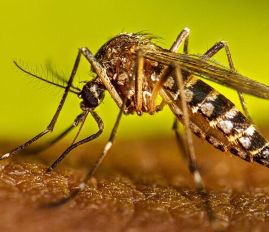 Academia Nacional de Medicina reporta 29 casos y 2 muertes por fiebre amarilla Academia Nacional de Medicina reporta 29 casos y 2 muertes por fiebre amarilla