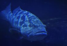 Alerta en Falcón por pesca de mero guasa de 160 kilos; la especie está en peligro de extinción Alerta en Falcón por pesca de mero guasa de 160 kilos; la especie está en peligro de extinción