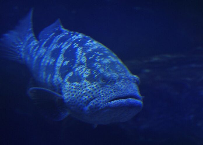 Alerta-en-Falcón-pesca-de-mero-guasa-especie-en-peligro-de-extinción Alerta en Falcón por pesca de mero guasa de 160 kilos; la especie está en peligro de extinción