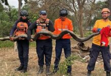 Barinas| Rescatan una anaconda de gran tamaño