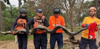 Barinas| Rescatan una anaconda de gran tamaño