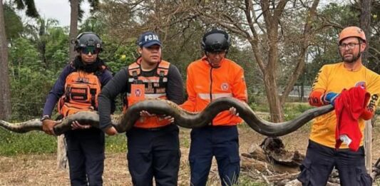 Barinas| Rescatan una anaconda de gran tamaño