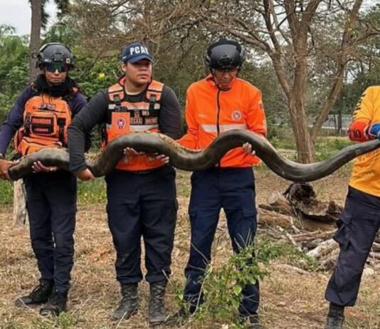 Barinas| Rescatan una anaconda de gran tamaño