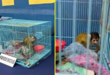 Chile | Detuvieron a venezolano durante operativo antidrogas con especie en peligro de extinción Chile | Detuvieron a venezolano durante operativo antidrogas con especie en peligro de extinción