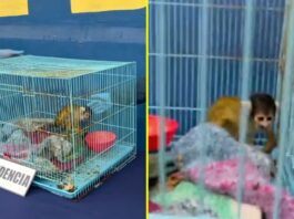 Chile | Detuvieron a venezolano durante operativo antidrogas con especie en peligro de extinción Chile | Detuvieron a venezolano durante operativo antidrogas con especie en peligro de extinción