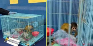 Chile | Detuvieron a venezolano durante operativo antidrogas con especie en peligro de extinción Chile | Detuvieron a venezolano durante operativo antidrogas con especie en peligro de extinción