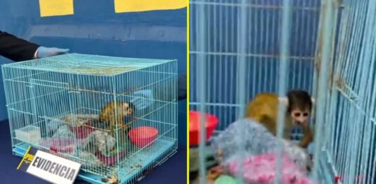 Chile | Detuvieron a venezolano durante operativo antidrogas con especie en peligro de extinción Chile | Detuvieron a venezolano durante operativo antidrogas con especie en peligro de extinción