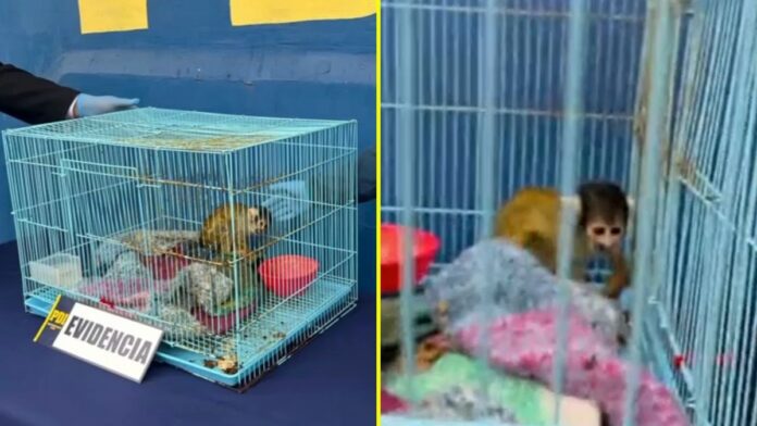 Chile | Detuvieron a venezolano durante operativo antidrogas con especie en peligro de extinción