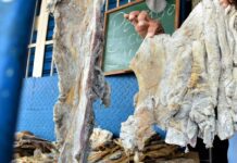 Incautan 216 kilos de carne de chigüire y baba en operativos en cuatro estados Incautan 216 kilos de carne de chigüire y baba en operativos en cuatro estados del país