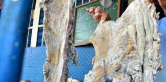 Incautan 216 kilos de carne de chigüire y baba en operativos en cuatro estados Incautan 216 kilos de carne de chigüire y baba en operativos en cuatro estados del país