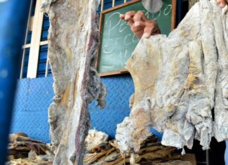 Incautan 216 kilos de carne de chigüire y baba en operativos en cuatro estados Incautan 216 kilos de carne de chigüire y baba en operativos en cuatro estados del país