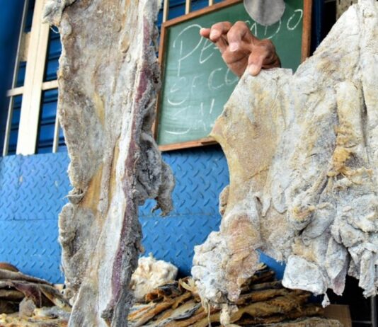 Incautan 216 kilos de carne de chigüire y baba en operativos en cuatro estados Incautan 216 kilos de carne de chigüire y baba en operativos en cuatro estados del país