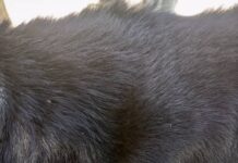 Los Taques| Vídeo| Preso por golpear el perro del vecino con un martillo