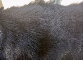 Los Taques| Vídeo| Preso por golpear el perro del vecino con un martillo