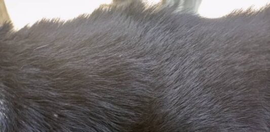 Los Taques| Vídeo| Preso por golpear el perro del vecino con un martillo