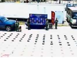 Municipio Carirubana| Incautan 446 panelas de marihuana