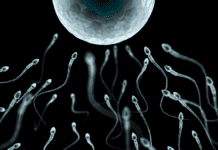 Recomiendan reducir periodos de abstinencia para proteger el ADN del esperma Recomiendan reducir periodos de abstinencia para proteger el ADN del esperma