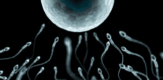 Recomiendan reducir periodos de abstinencia para proteger el ADN del esperma Recomiendan reducir periodos de abstinencia para proteger el ADN del esperma