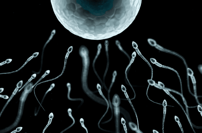 Recomienda-reducir-periodos-de-abstinencia-para-proteger-el-ADN-del-esperma Recomiendan reducir periodos de abstinencia para proteger el ADN del esperma