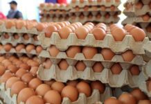 Sector avícola espera producir 16,5 millones de cajas de huevos al año Sector avícola venezolano espera producir 16,5 millones de cajas de huevos al año